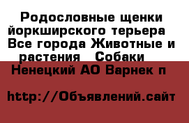 Родословные щенки йоркширского терьера - Все города Животные и растения » Собаки   . Ненецкий АО,Варнек п.